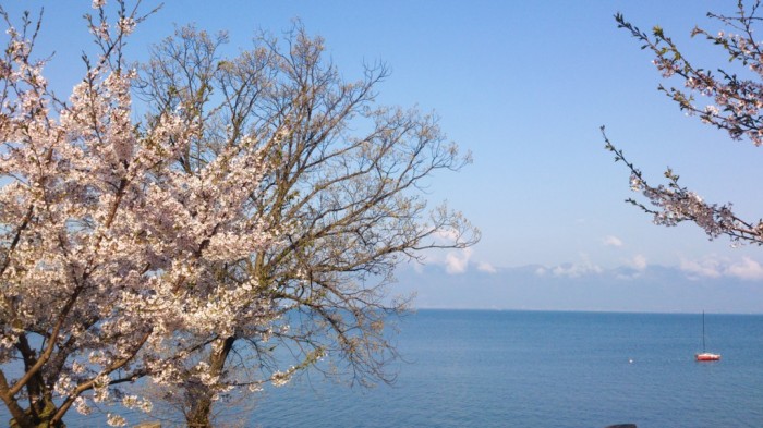 湖東より望む琵琶湖。桜満開。
