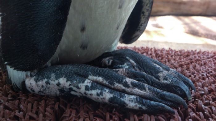ペンギンの足をまじまじと