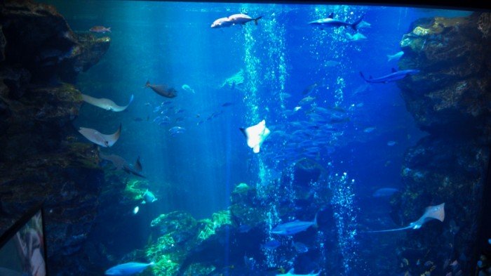 エイやらサメやら