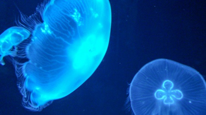 クラゲはどこでもいてはるけどやっぱ絵になる。