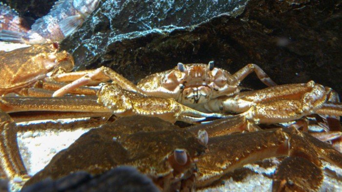 忘れた。なんしかカニ。見たらわかる。