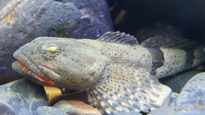 アユカケ!これは珍しい!