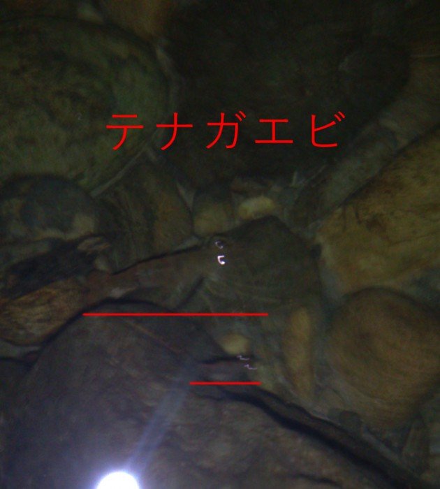 ライトによって居場所がバレバレなエビ