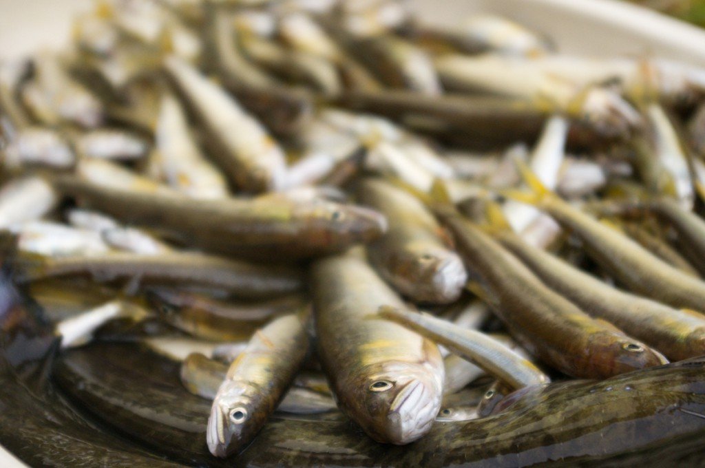 ぼくのなつやすみ2013 その3 ~徳島の海側最果てへ~